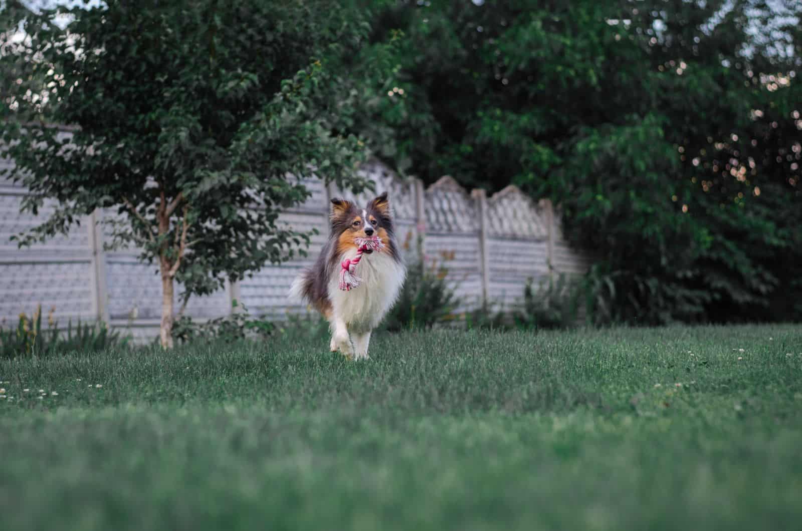 dog carrying his toy outside