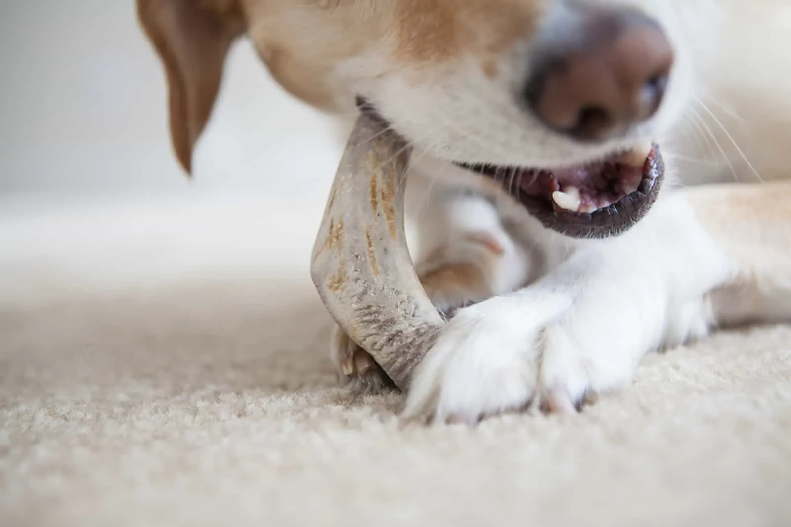 dog chewing a bone indoors