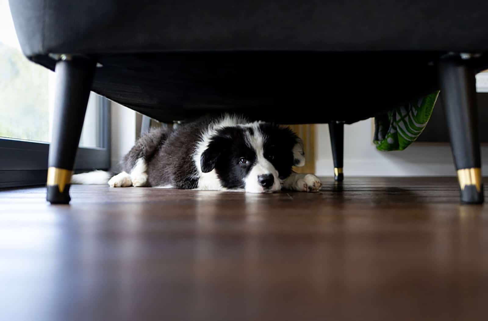 dog hiding under sofa at home