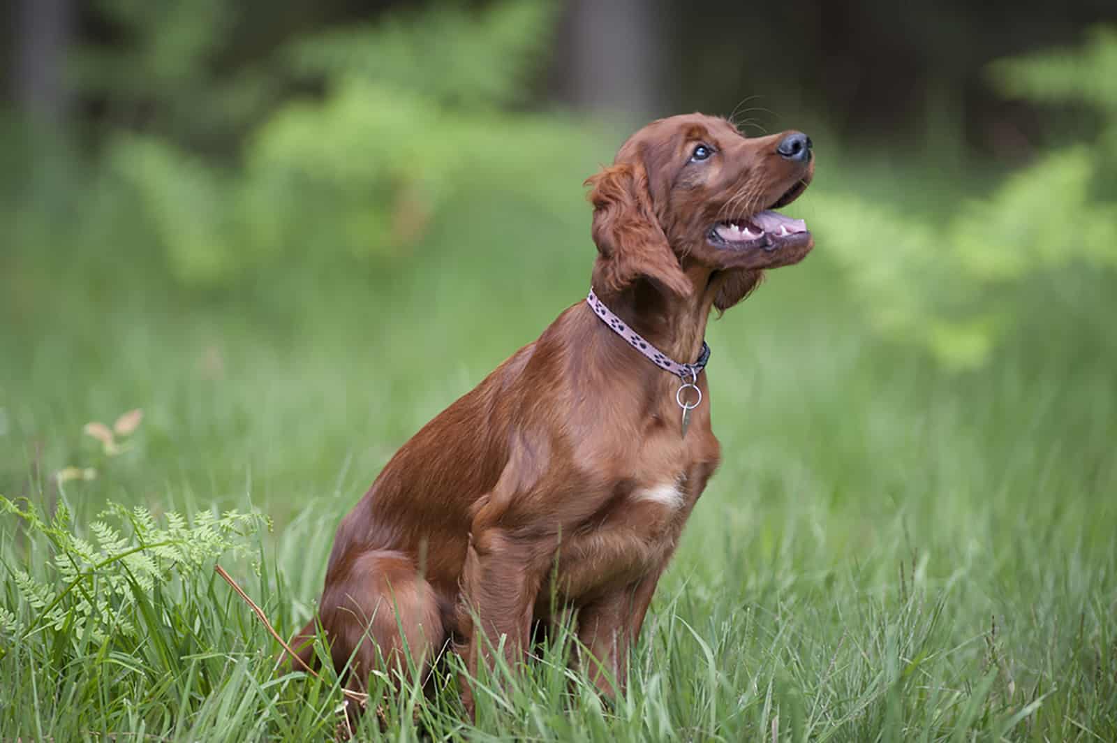 dog is rubbing his butt across the ground