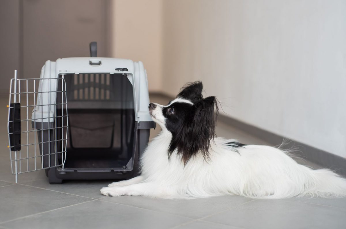 Why Does My Dog Suddenly Hate His Crate? 14 Reasons