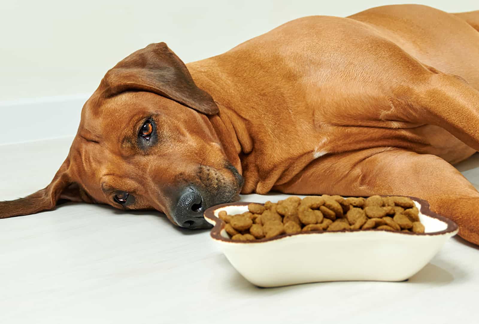 dog lying on the floor and refuse to eat