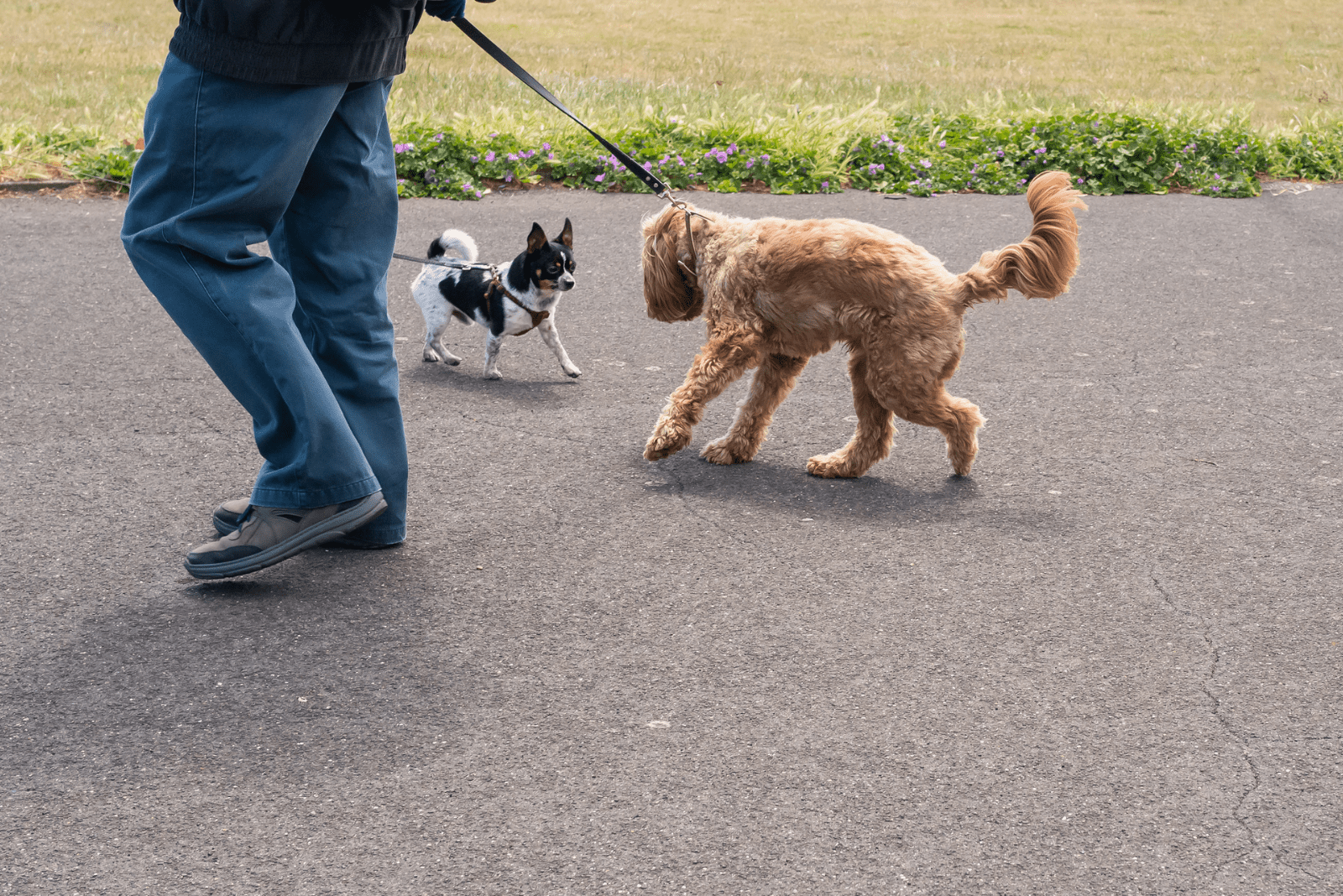 dog set on a leash