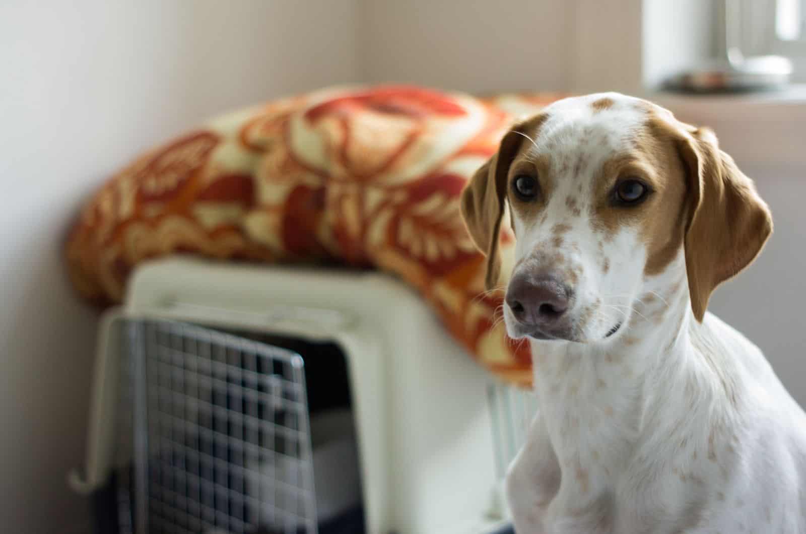 dog sitting by his crate looking at camera