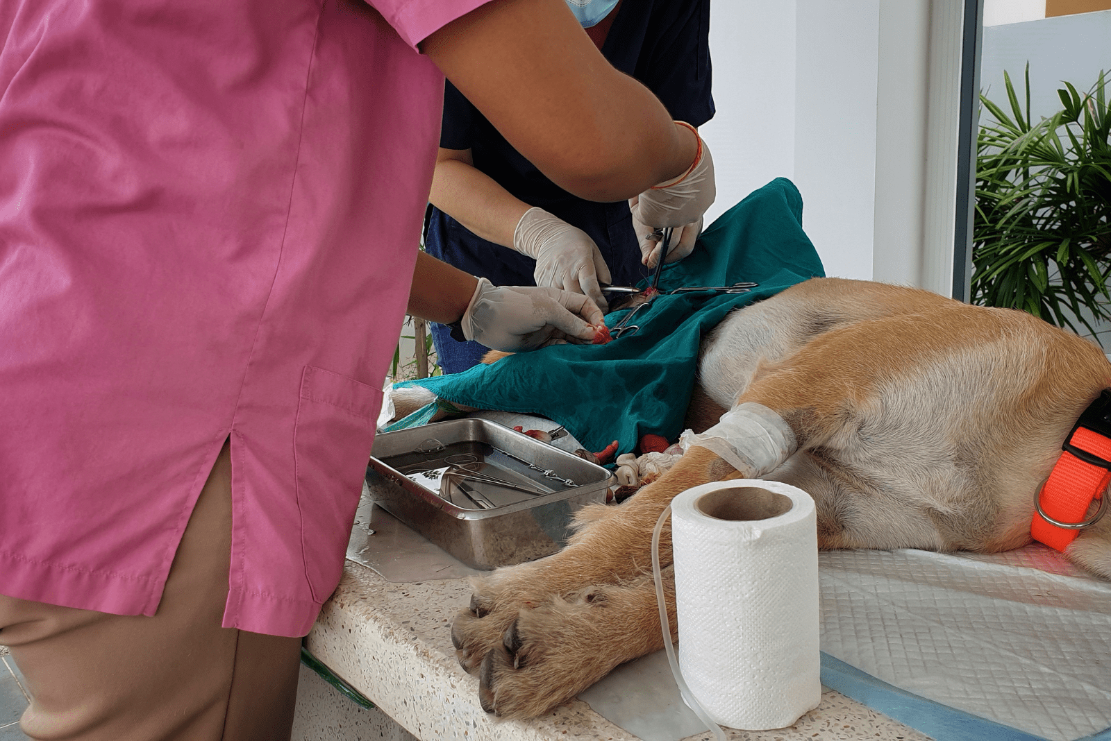 dog undergoing sterilization at the vet