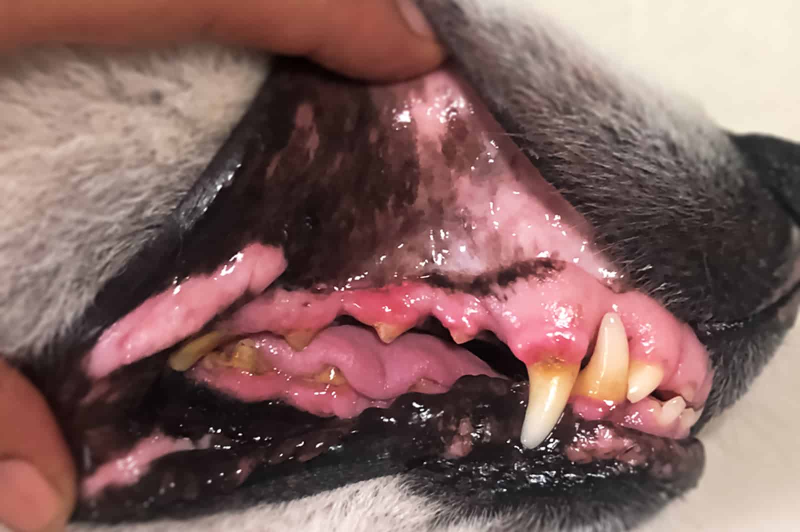 dog with black gums at the examination