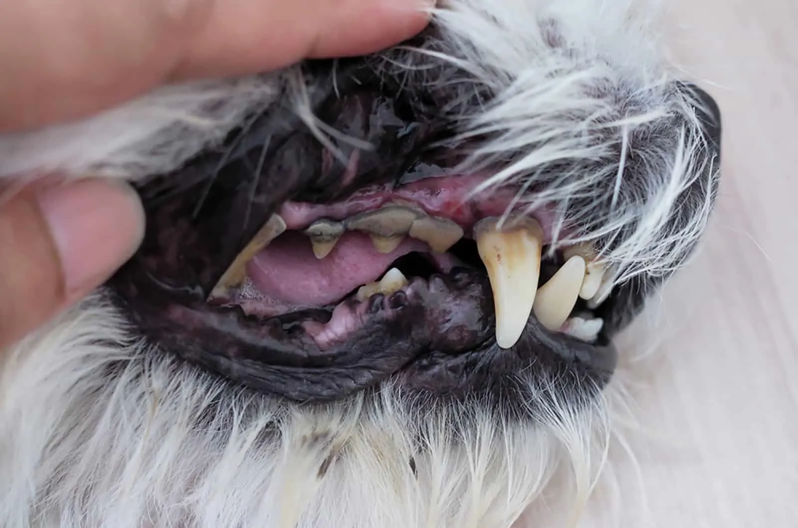 dog with blue gums at the examination