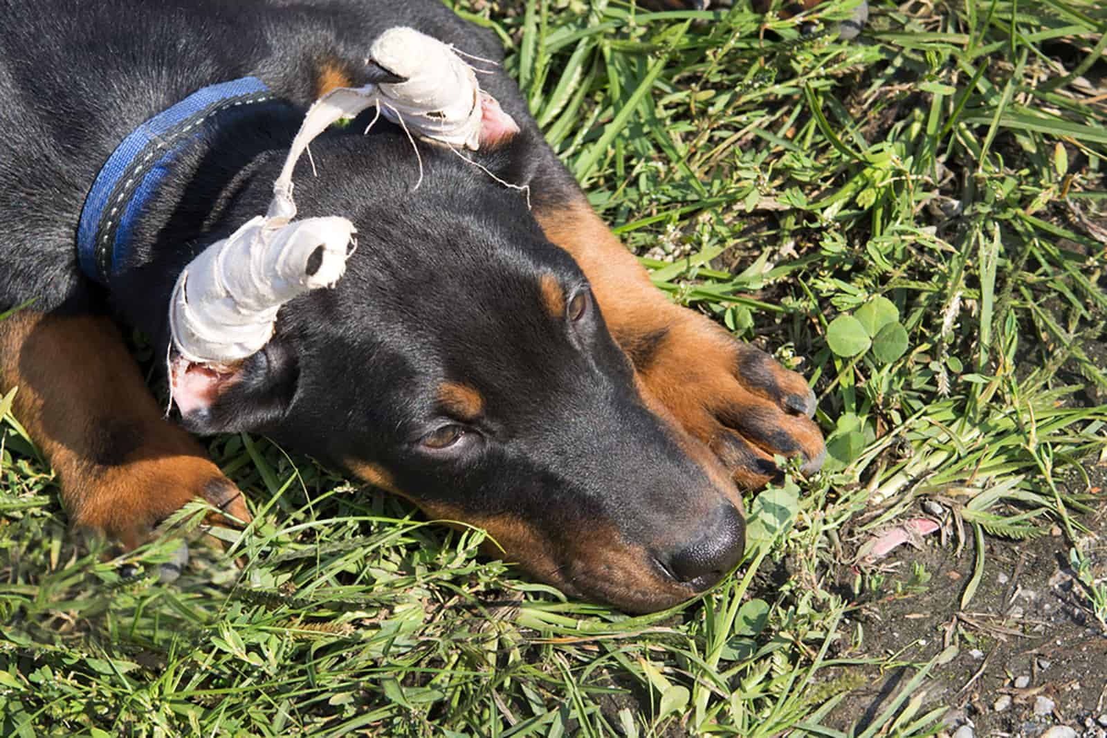 dog with cropped ears lying on the grass