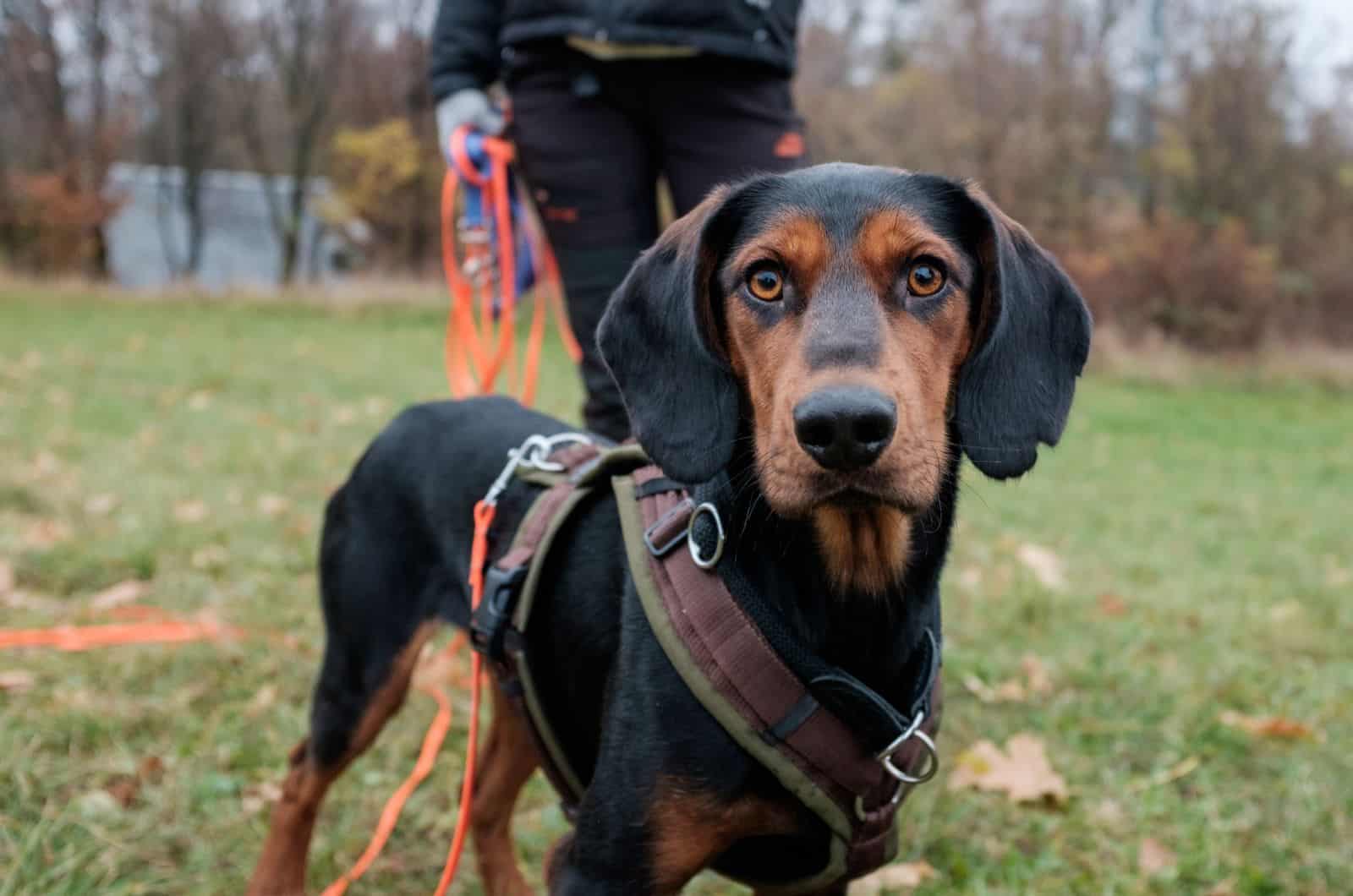 dog with harness looking at camera