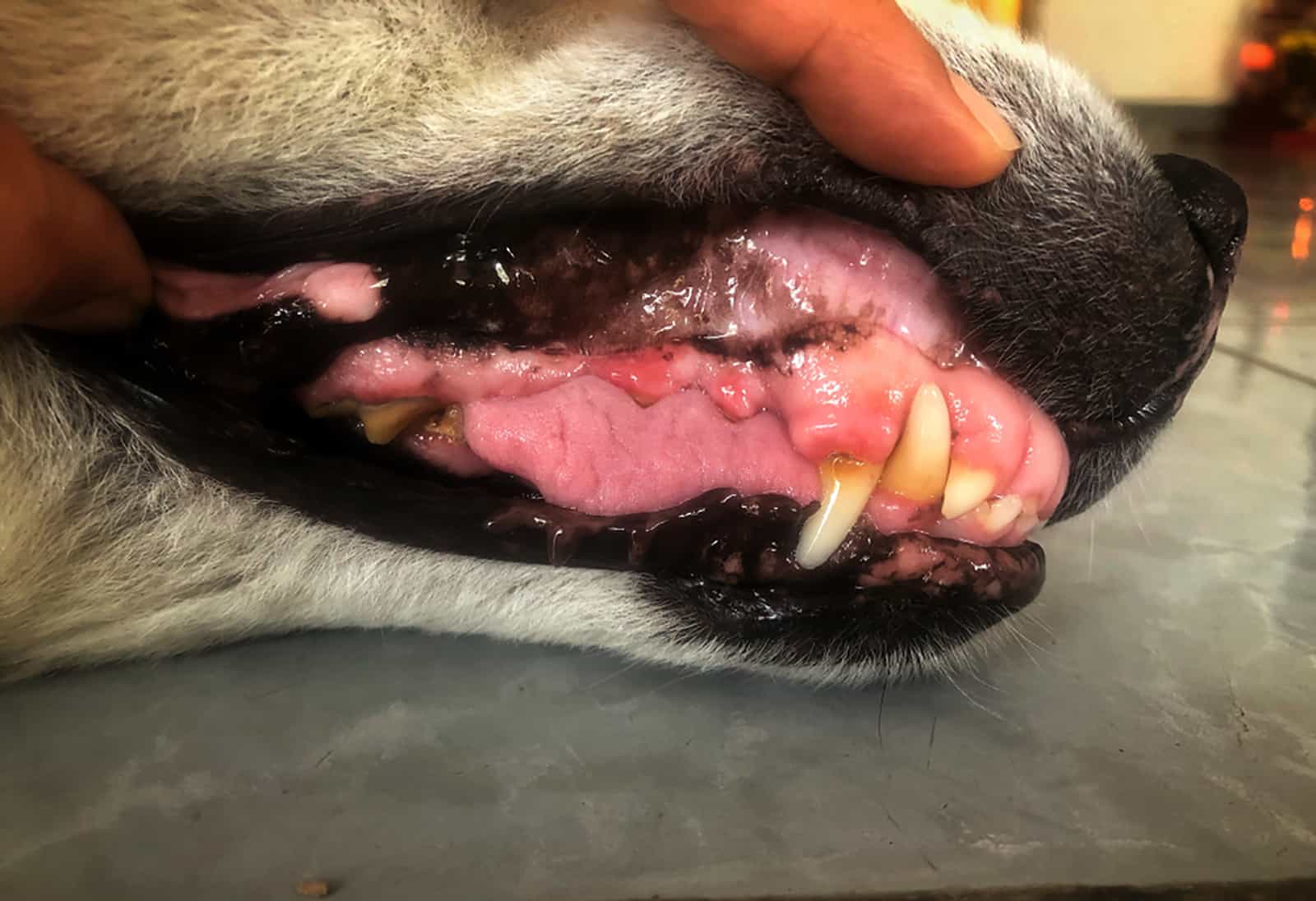 dog with red gums at the examination