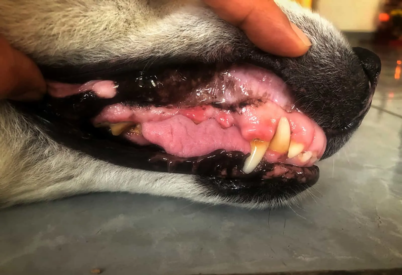 dog with red gums at the examination