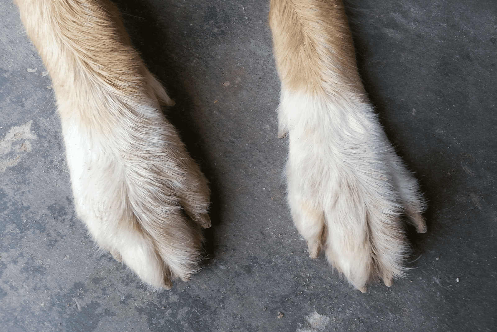 dog's paws