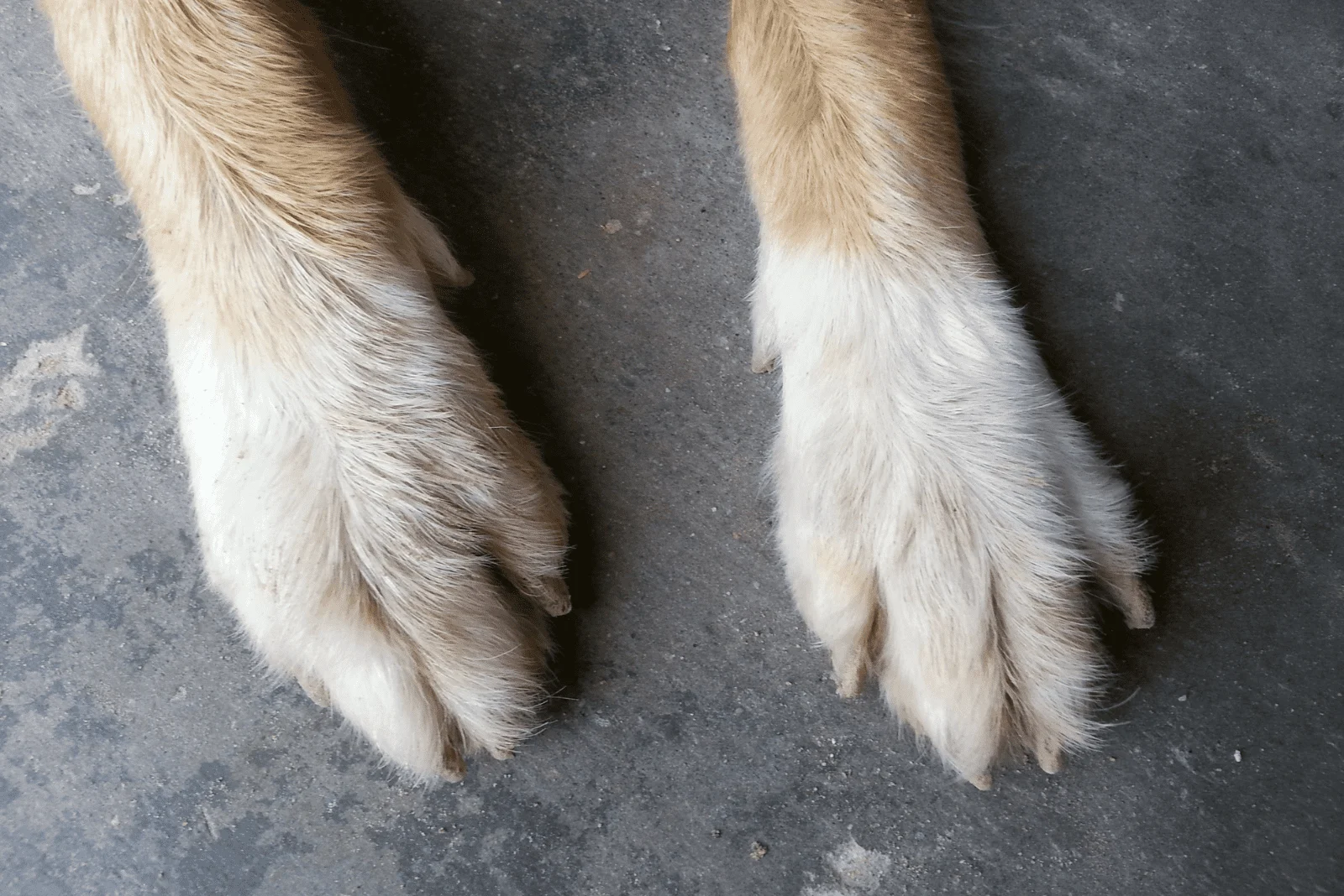 how long does it take for dog nail to grow back