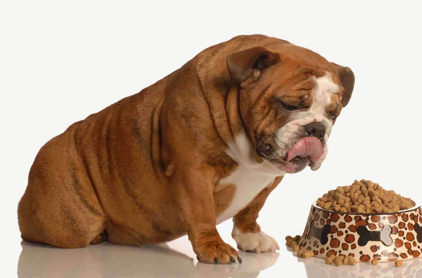 english bulldog eating dry food from a bowl