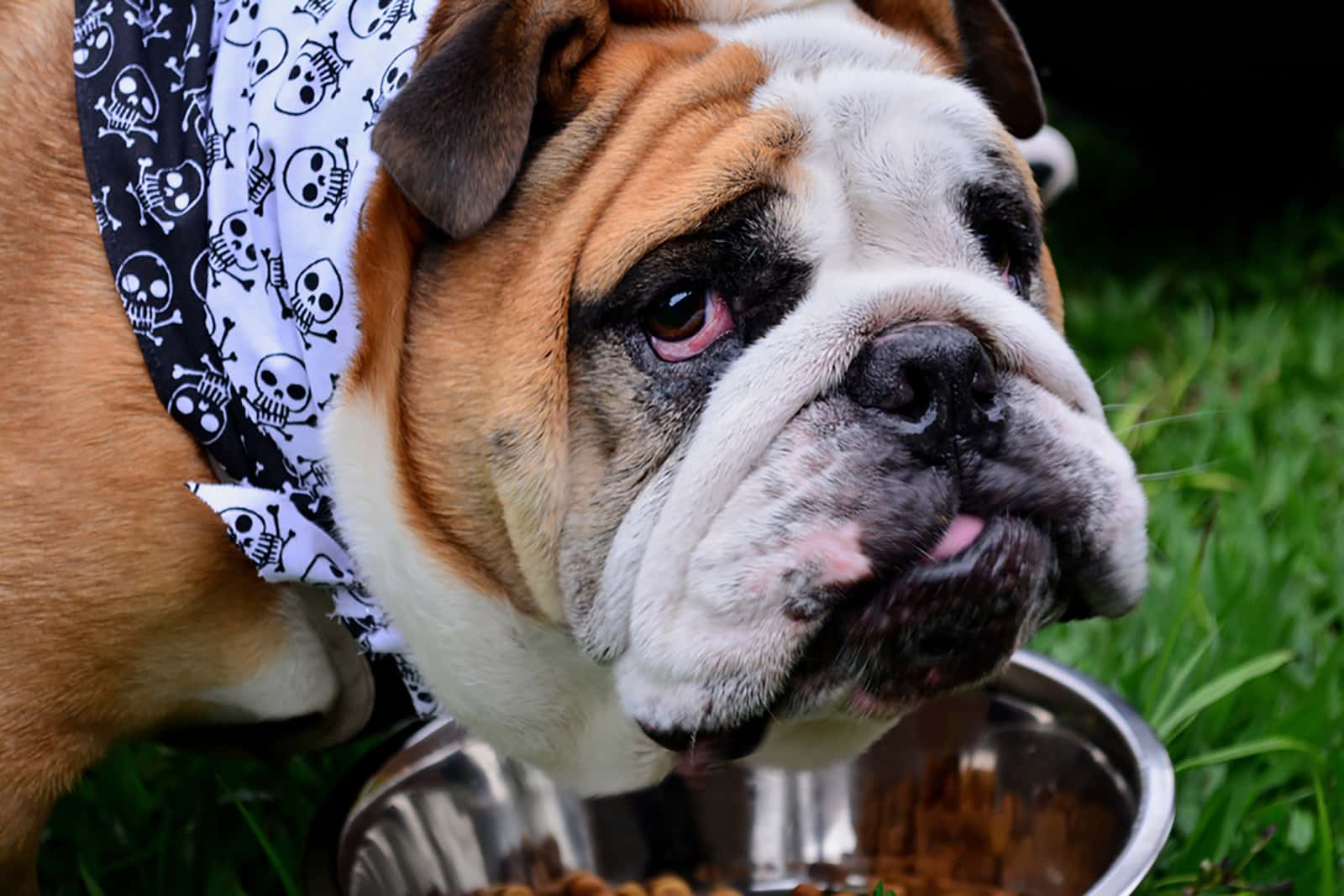 Bulldog anglais mange de la nourriture dans un bol