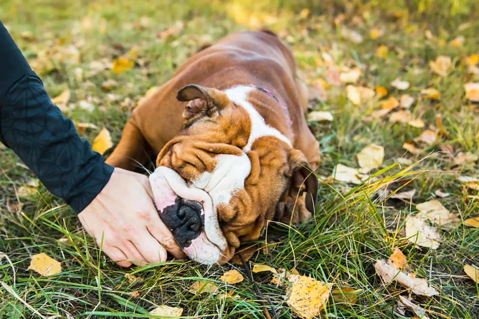 english bulldog eating from hands in the park
