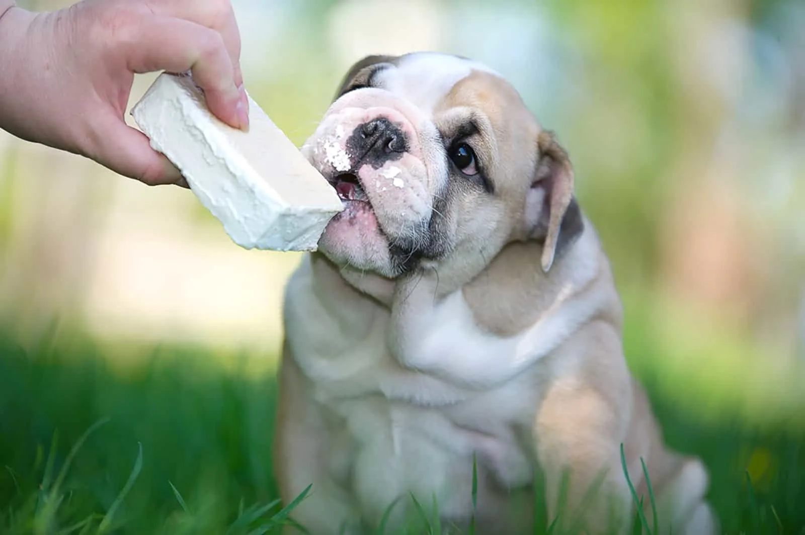 english bulldog eating ice cream in the park