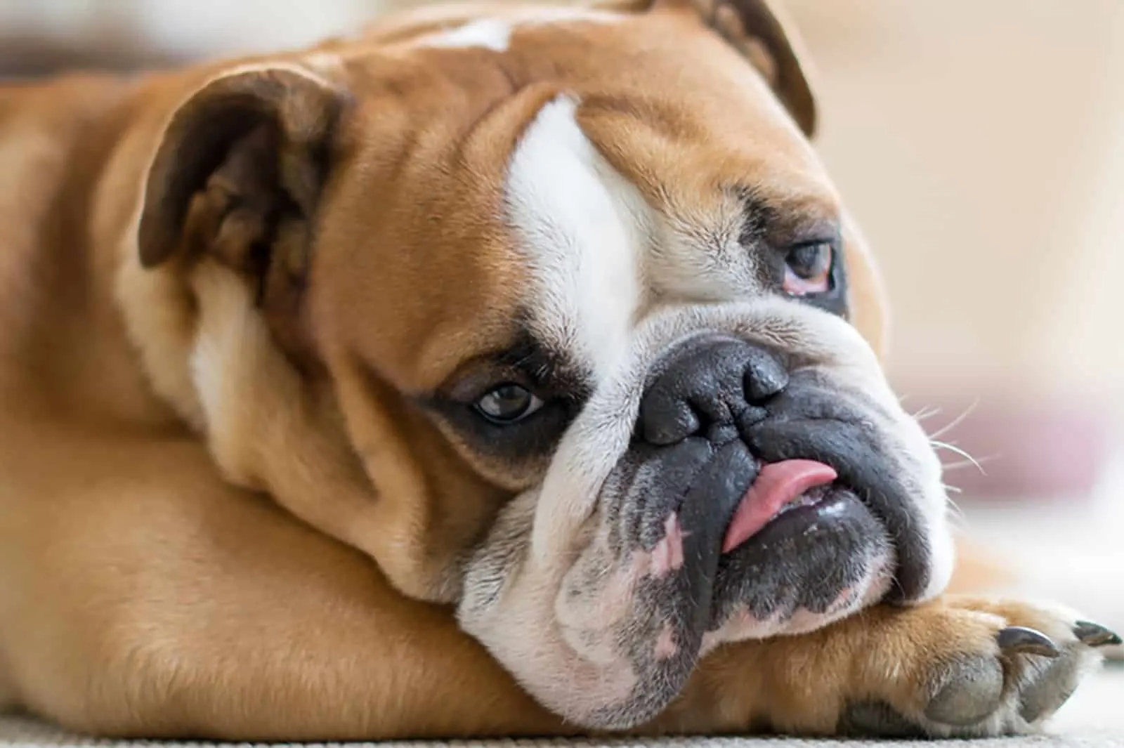 what can english bulldogs eat