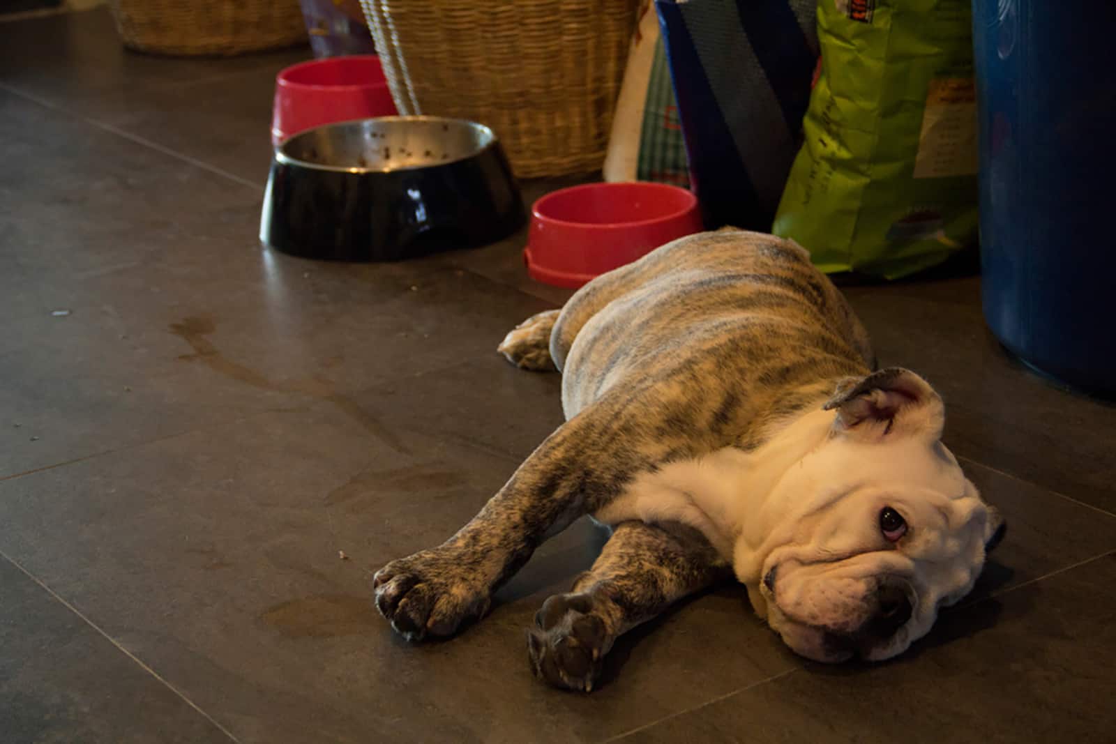 english bulldog lying on the floor beside the food bowls