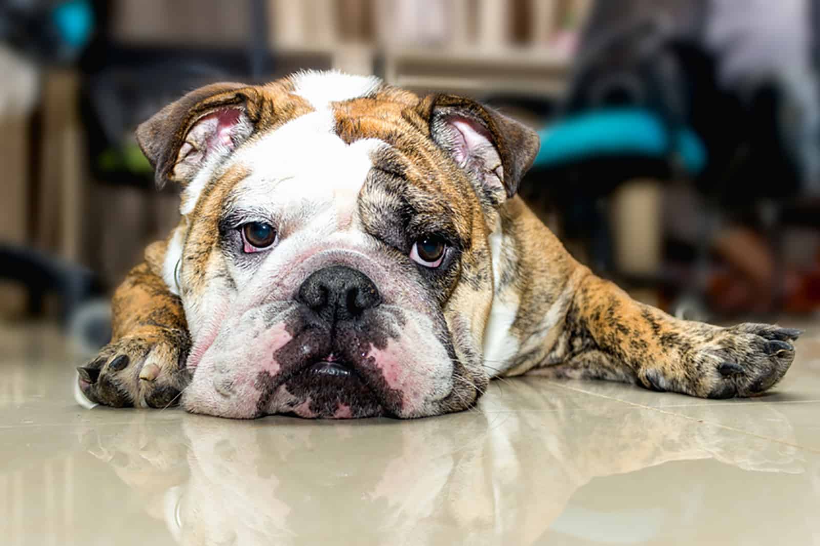 english bulldog lying on the floor