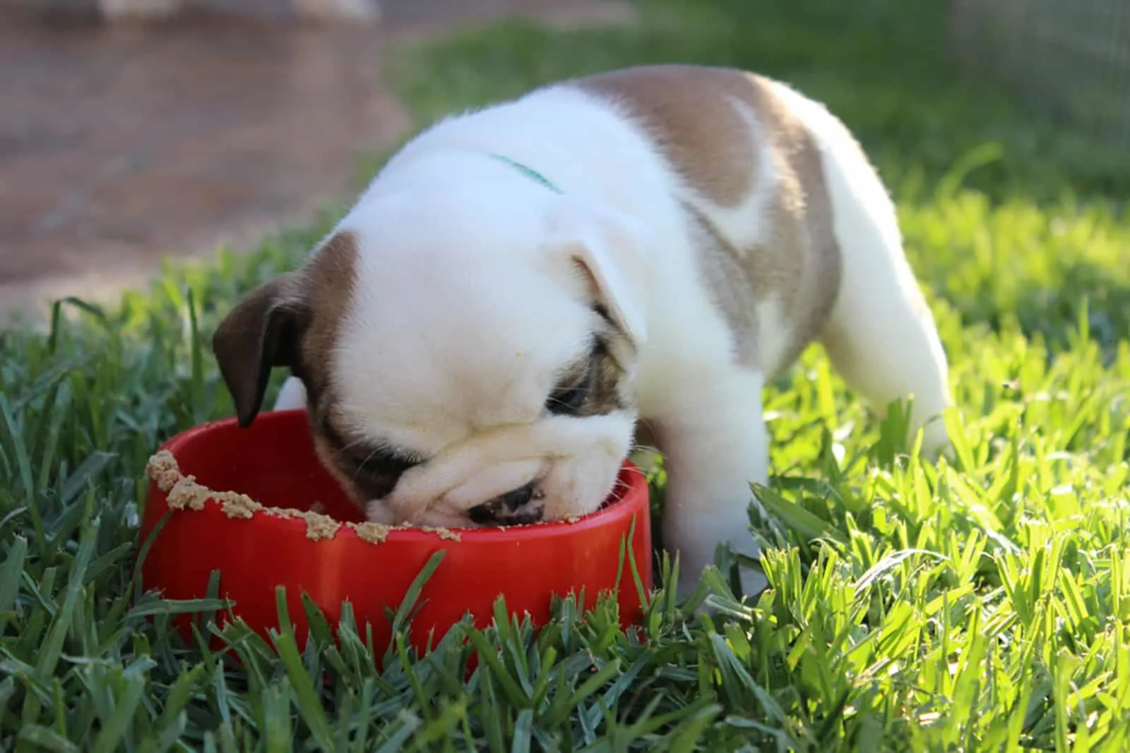 english bulldog puppy eating from a bowl