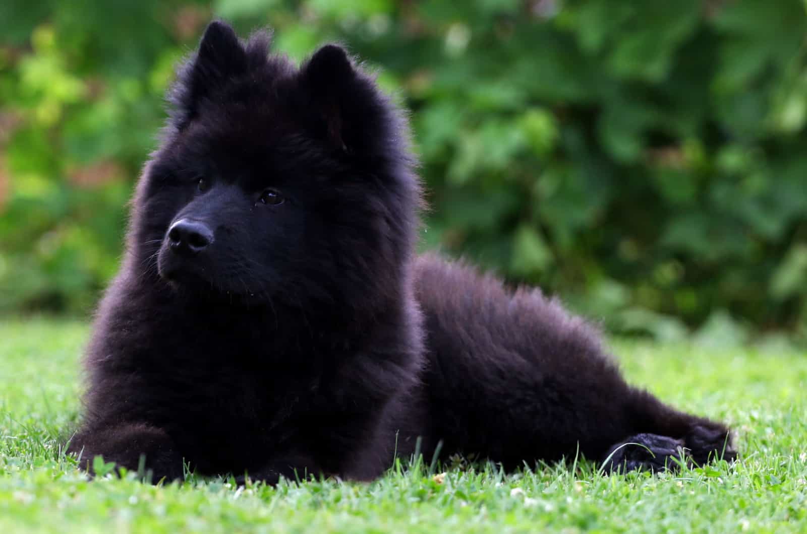 eurasier puppy