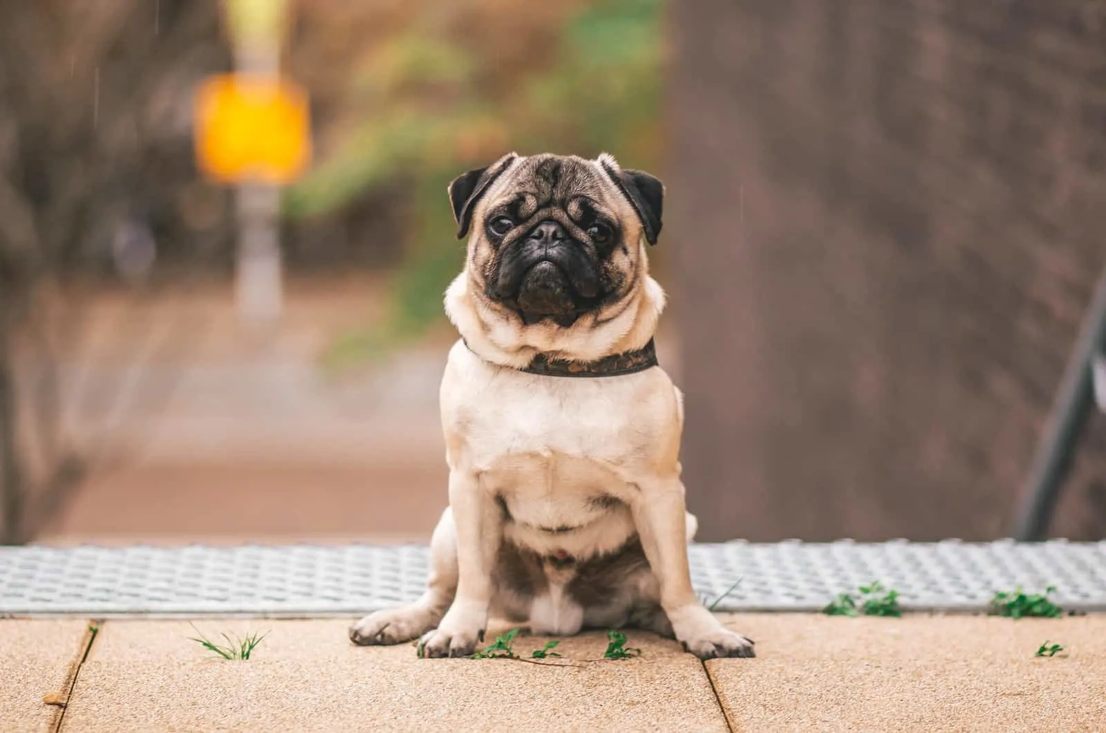 are pugs descendants of wolves