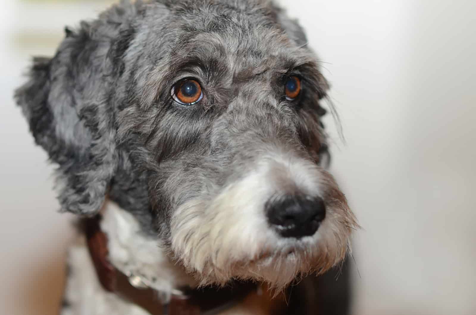 female aussiedoodle dog