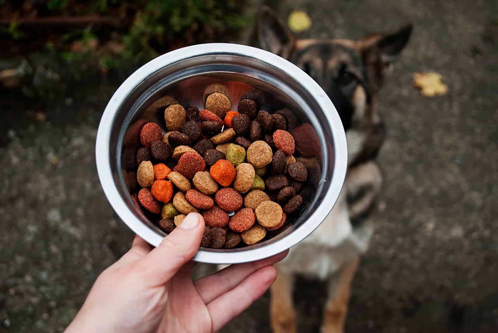 female hand holding an iron plate with dry food for her german shephed puppy