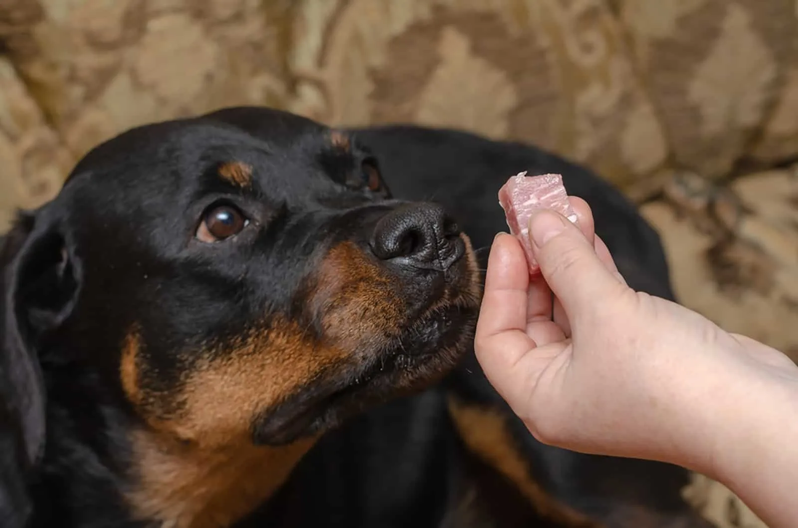 female rottweiler is lying on the couch while his owner feeding her with raw meat