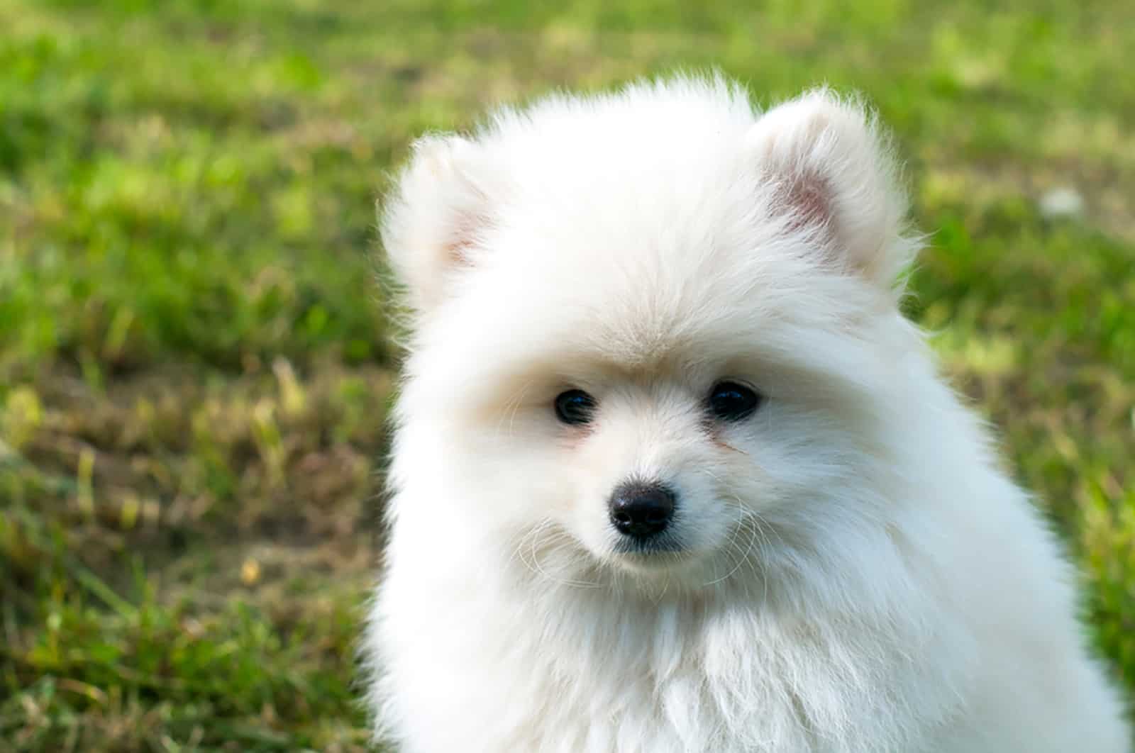 fluffy white pomsky outdoors