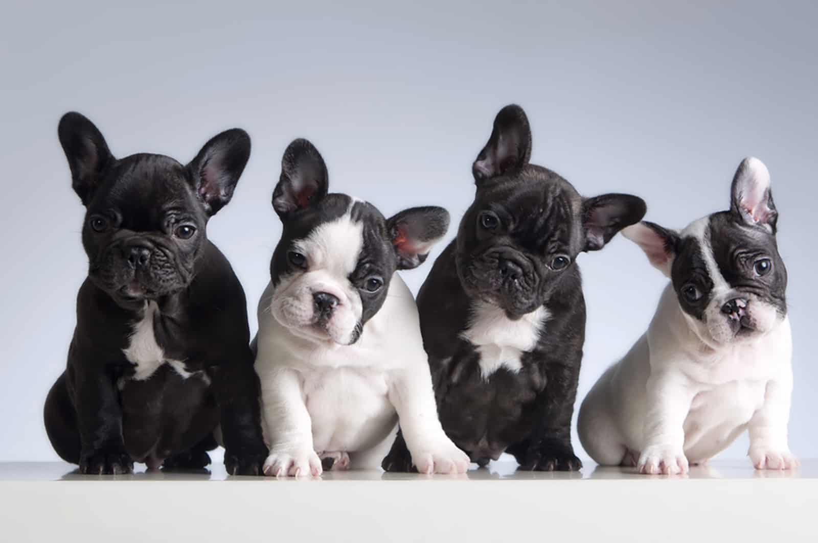 four french bulldogs sitting together