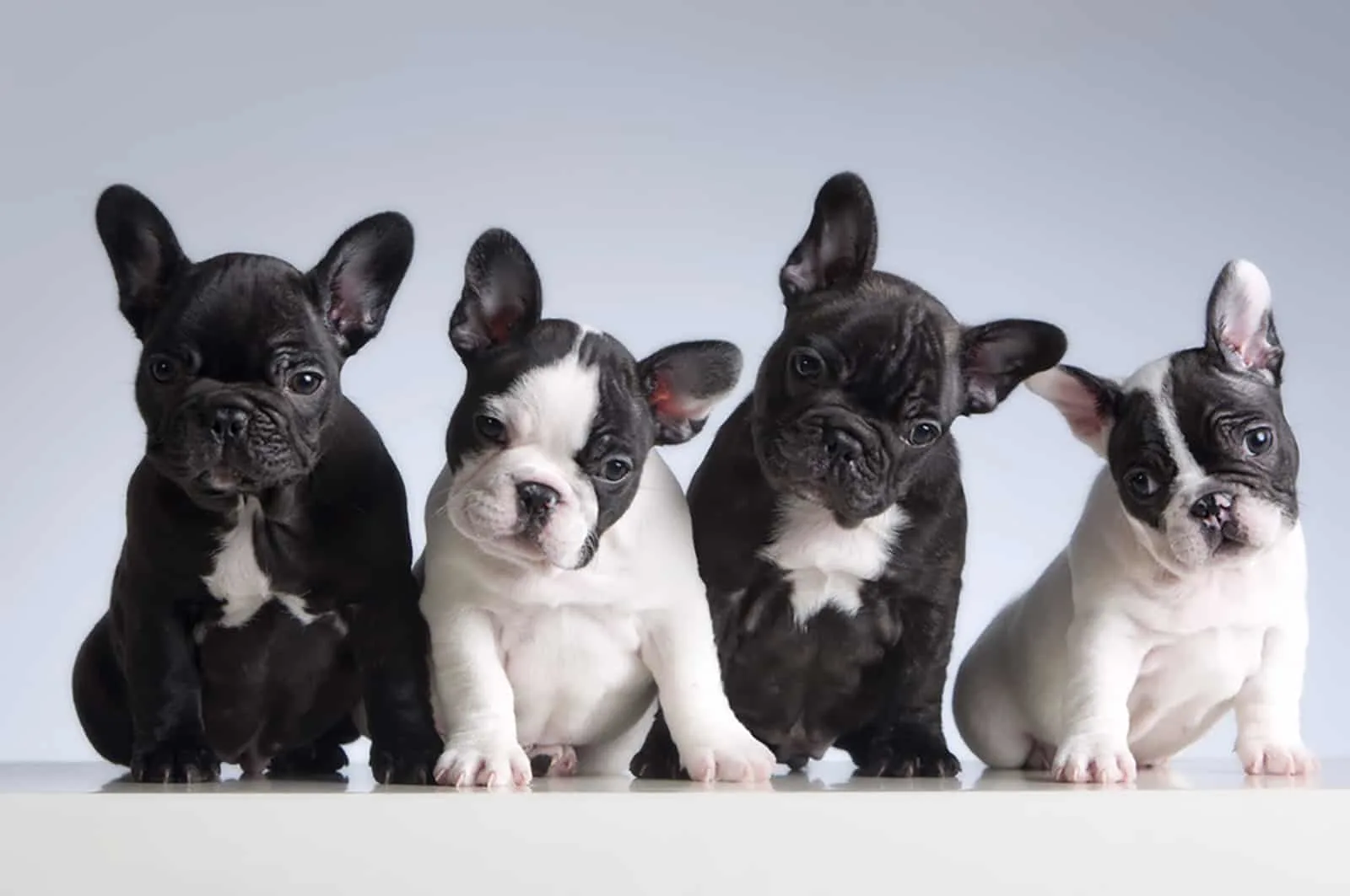 four french bulldogs sitting together