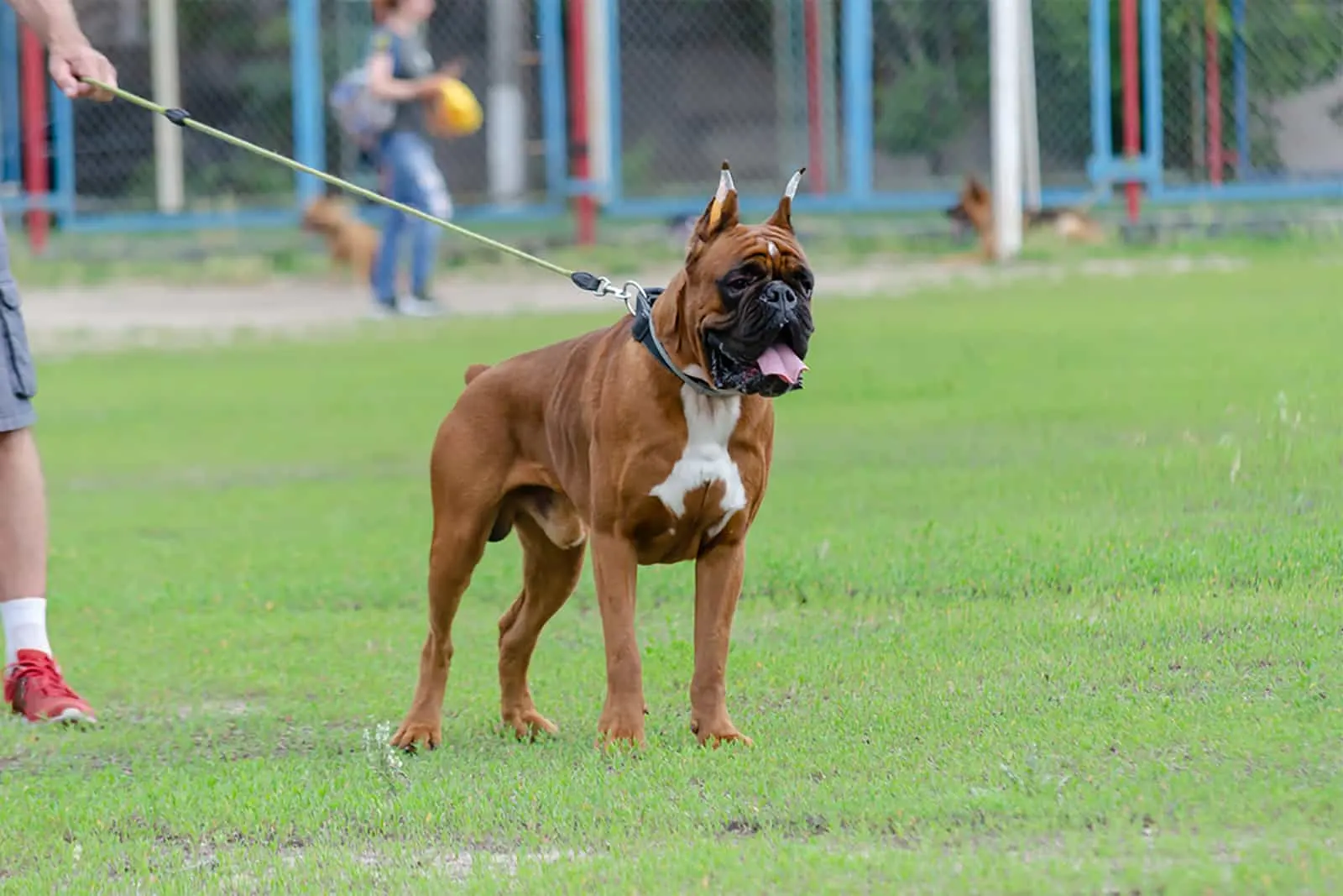 german boxer with cropped ears on a leash