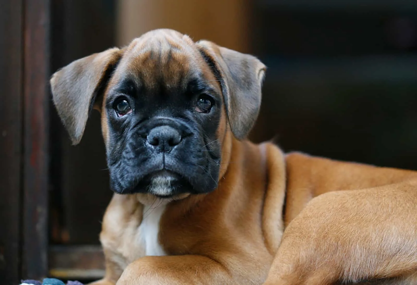 german boxer puppy dog sitting outdoors