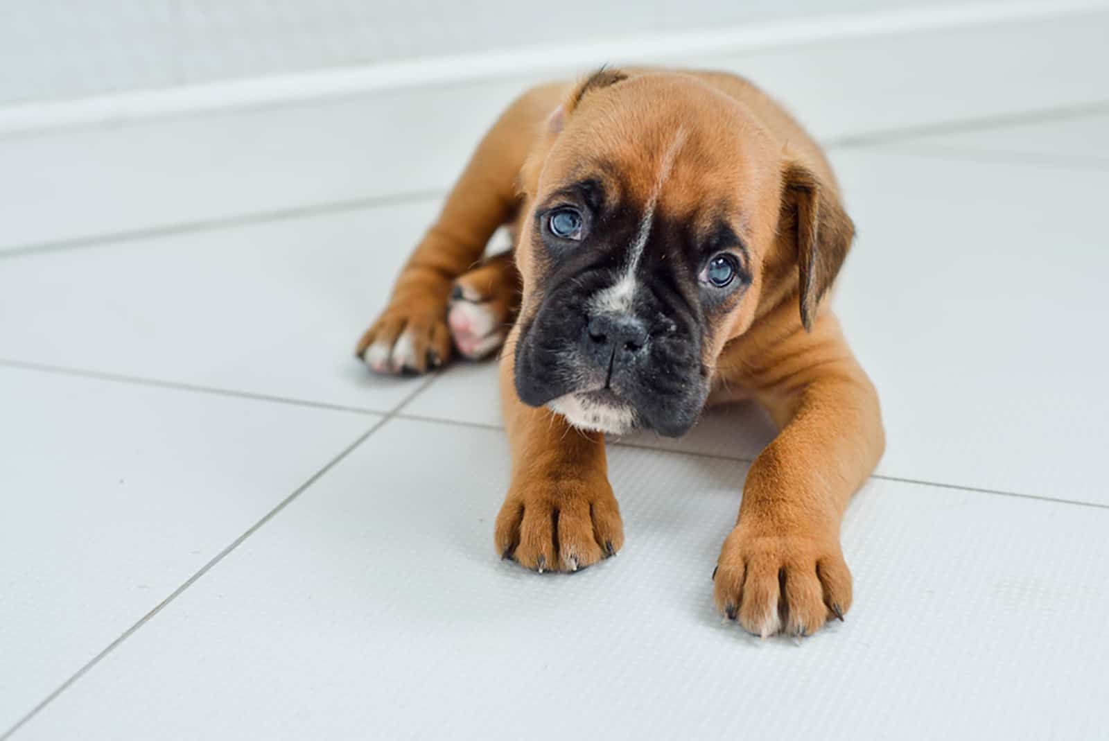 german boxer puppy waiting for veterinary