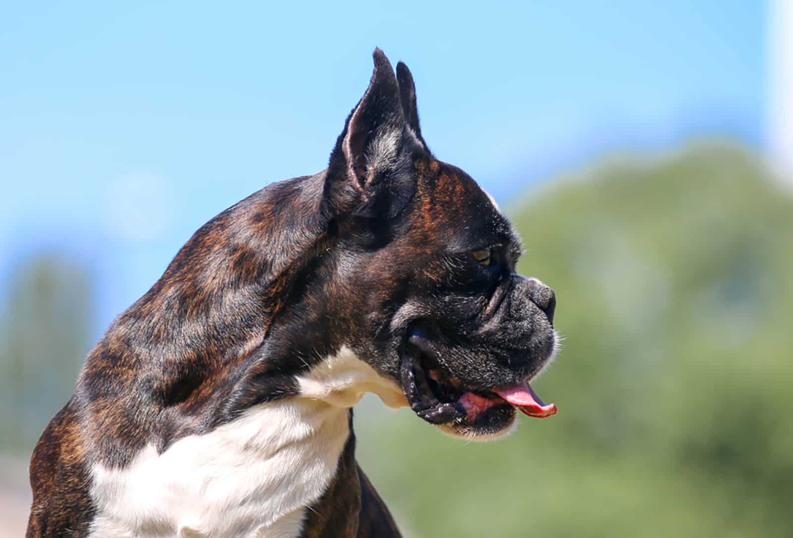 german boxer with cropped ears outdoors