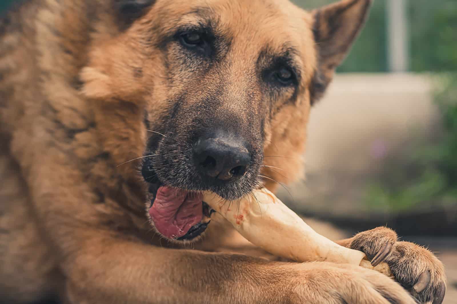 german shepherd dog eating a bone outdoors