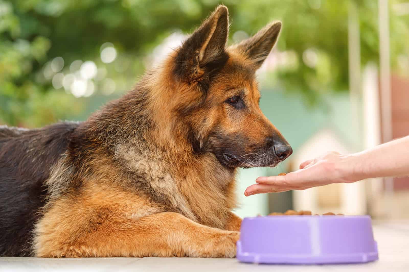 german shepherd dog eating from owners hand outdoors