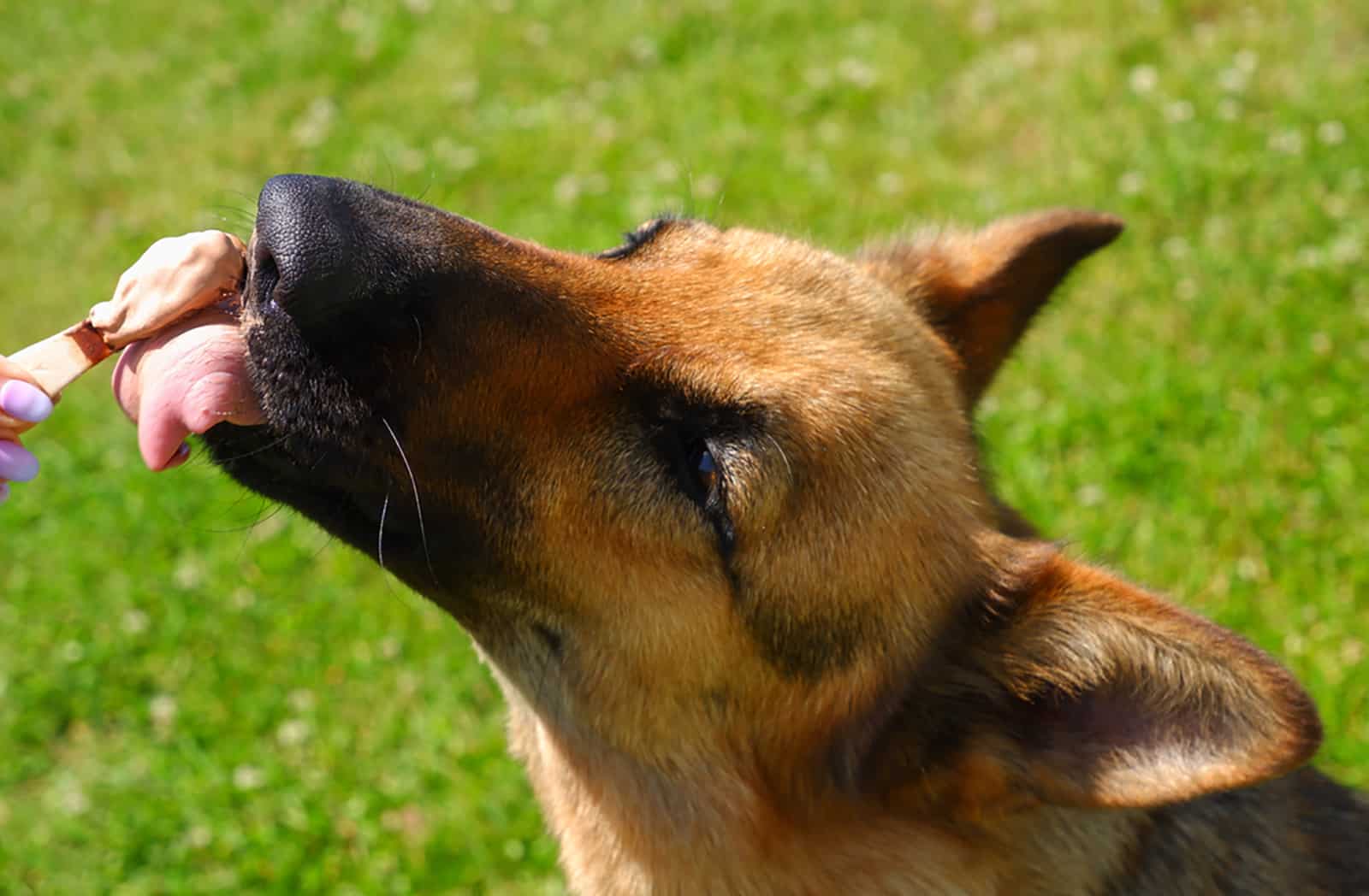 german shepherd dog eating ice cream from owner's hand