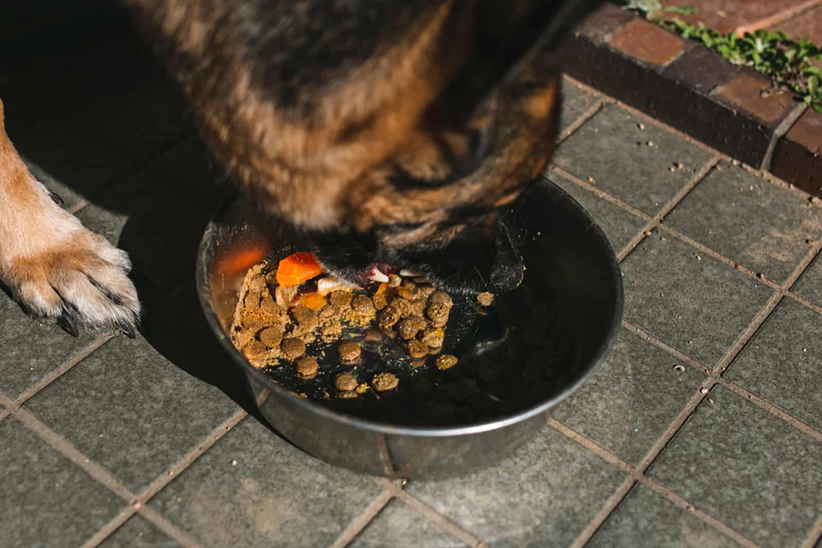 german shepherd dog eating from a bowl