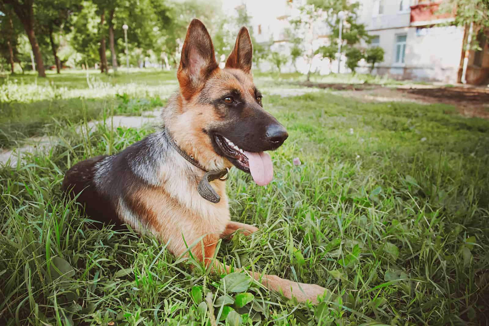 german shepherd dog lying in the grass in the park