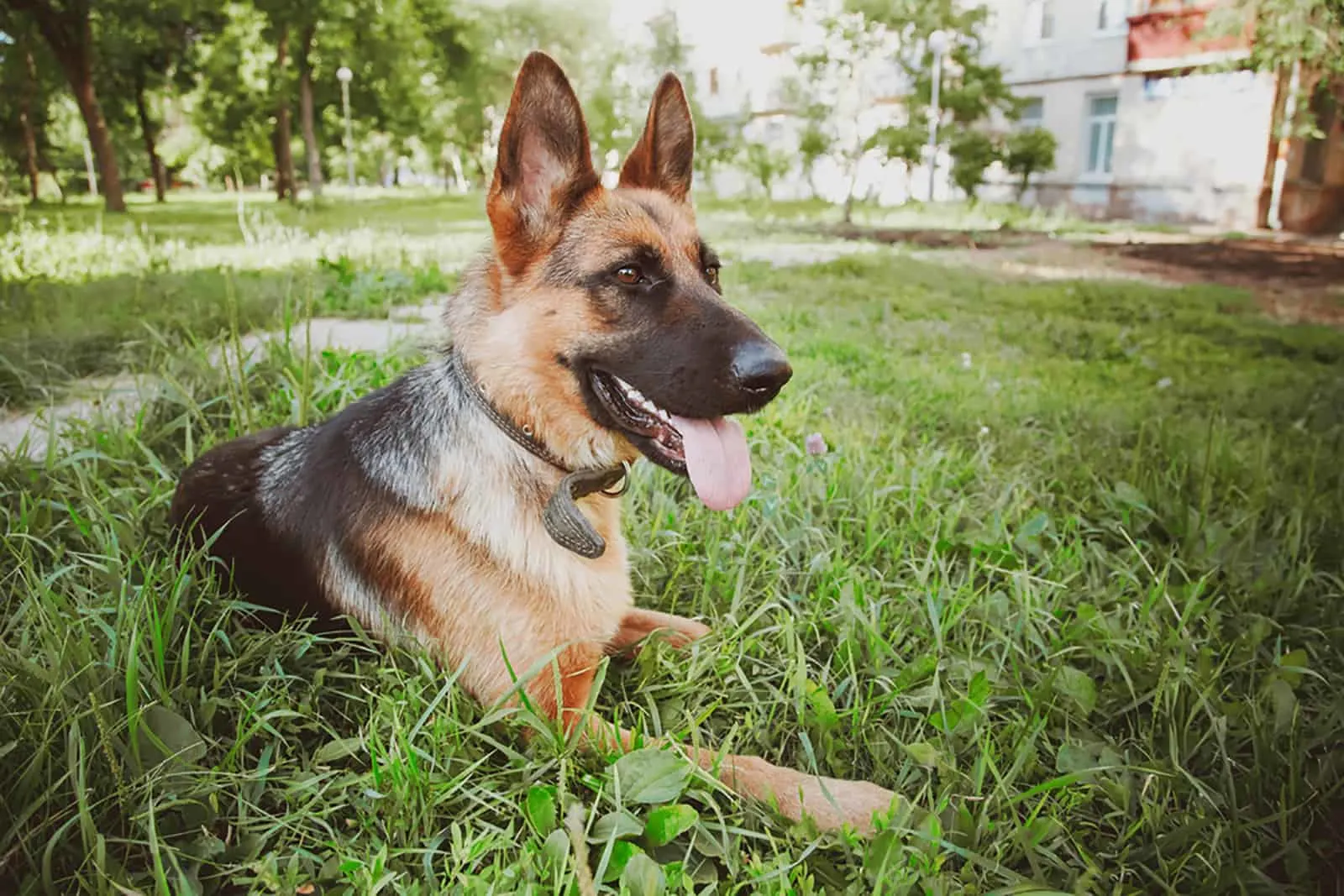 german shepherd dog lying in the grass in the park