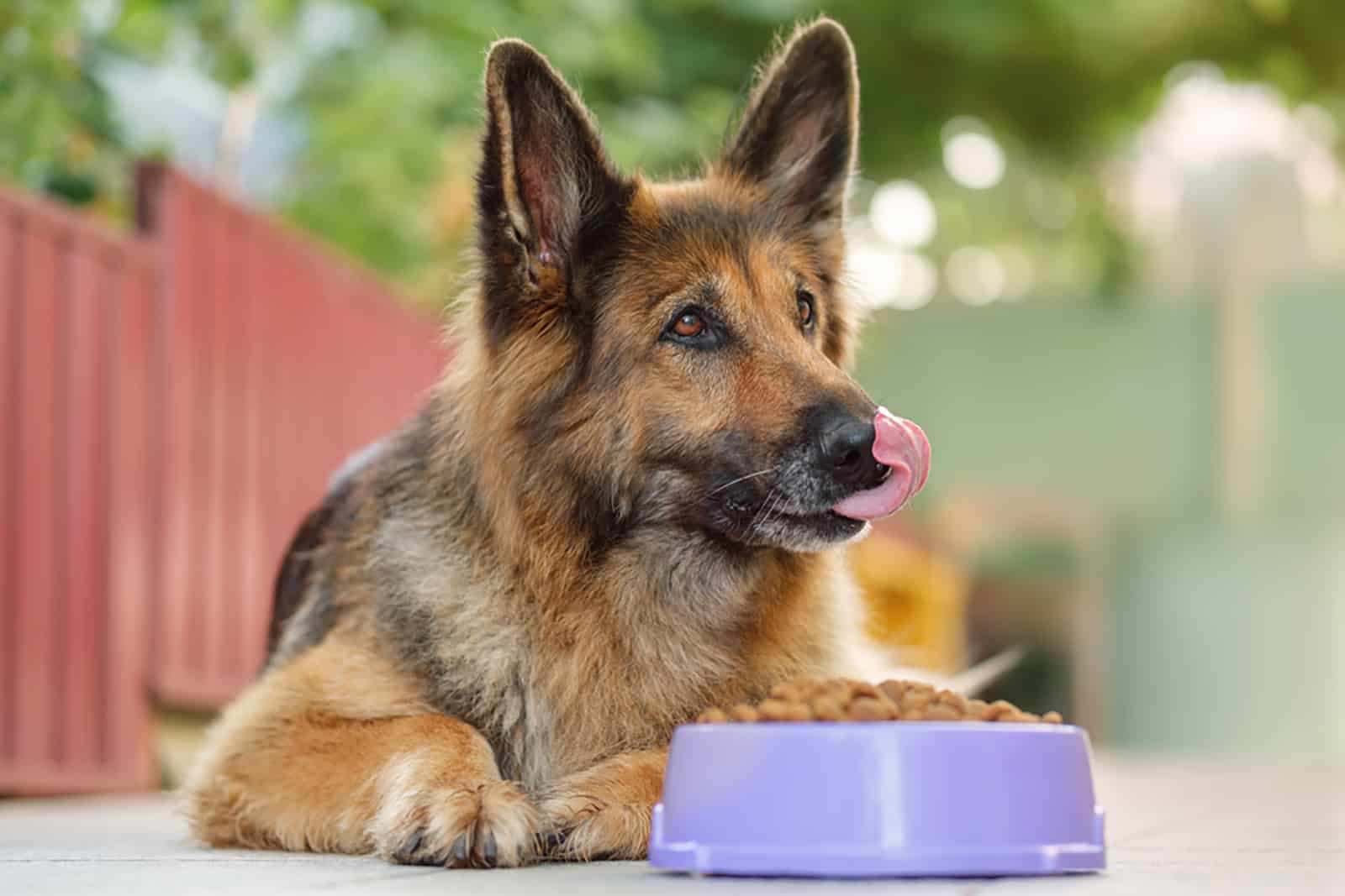 German Shepherd dog lying next to a bowl with dry food