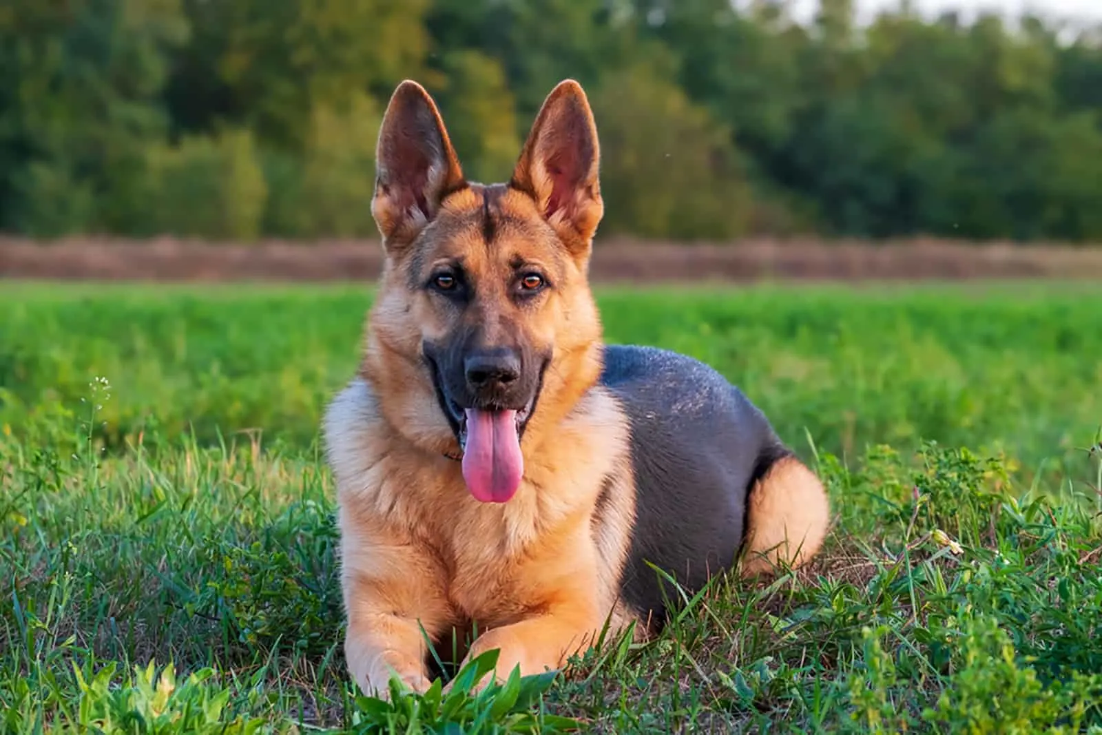 german shepherd dog lying on a lawn at sunny day