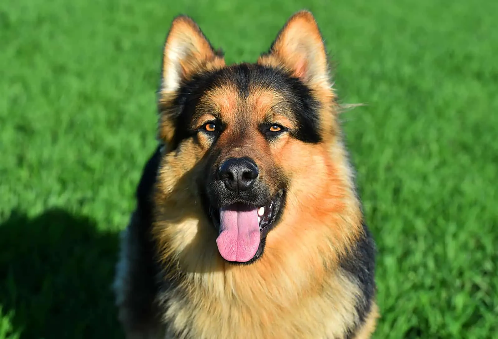 german shepherd dog sitting in the field at sunny day