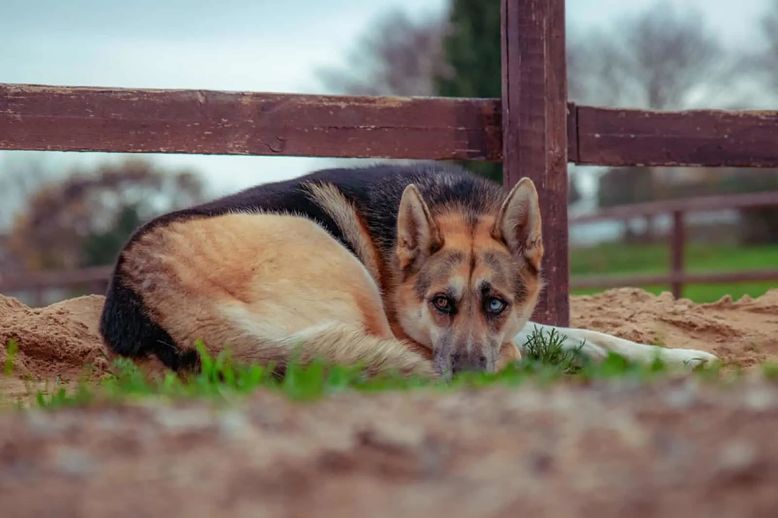 german shepherd dog with heterochromia syndrome lying on the grass