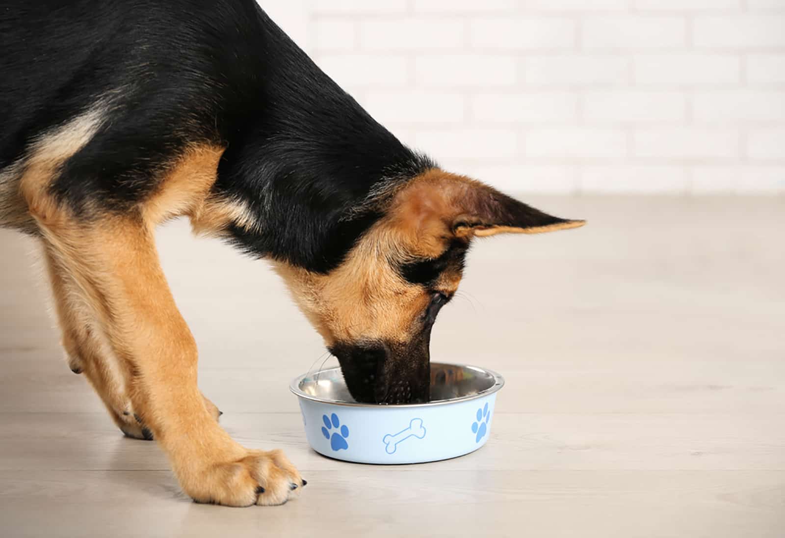 german shepherd dog eating from a bowl