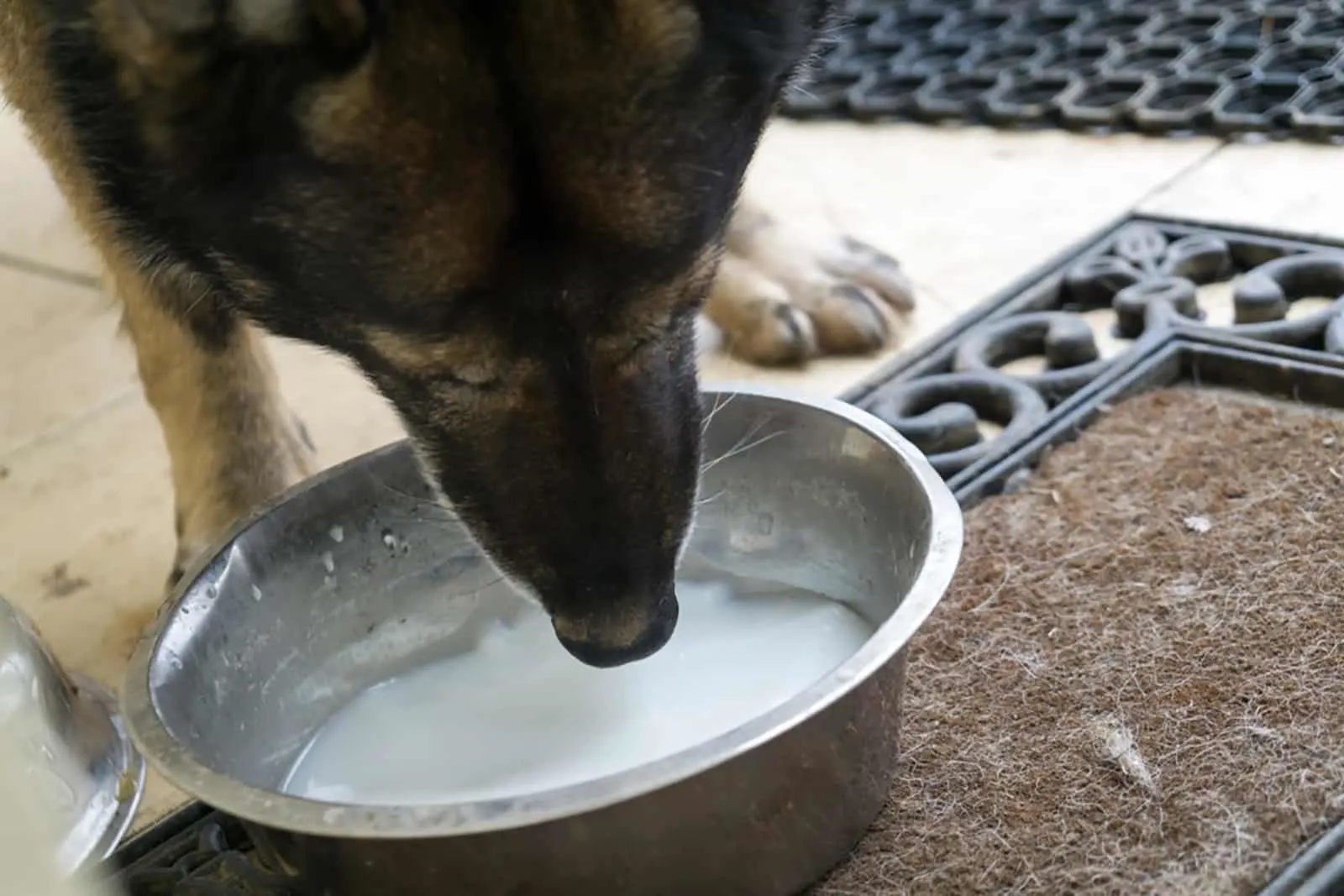 german shepherd drinking milk from a bowl