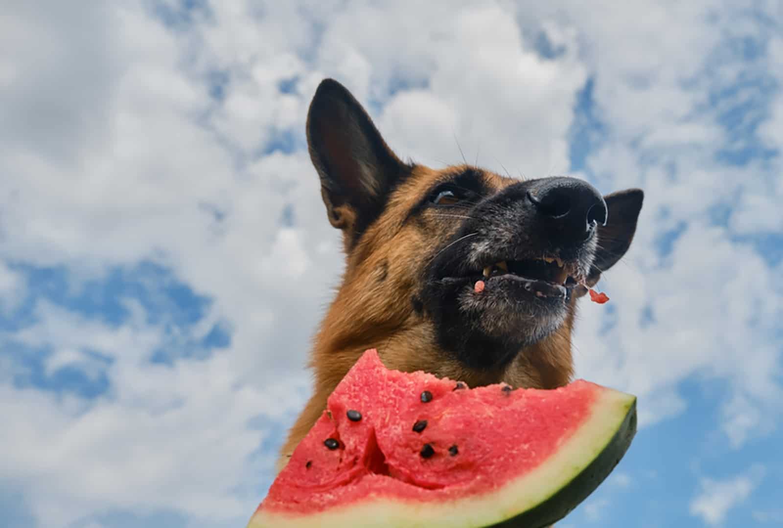 german shepherd eating watermelon on sunny day